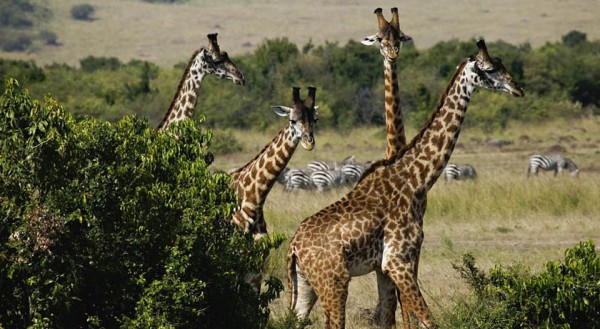 Masai or Kenyan Giraffes, Masai Mara Game Reseve, Kenya